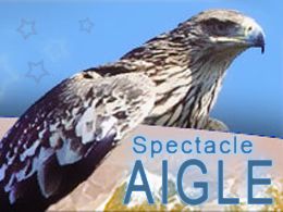 Location un aigle Location un aigle